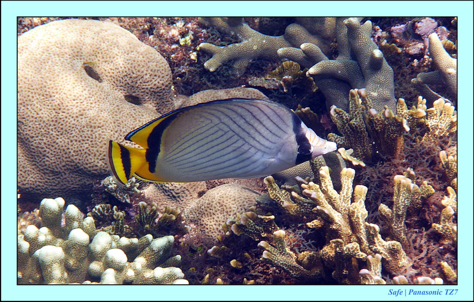 2012 - 07 - Dauin Sanctuary 14